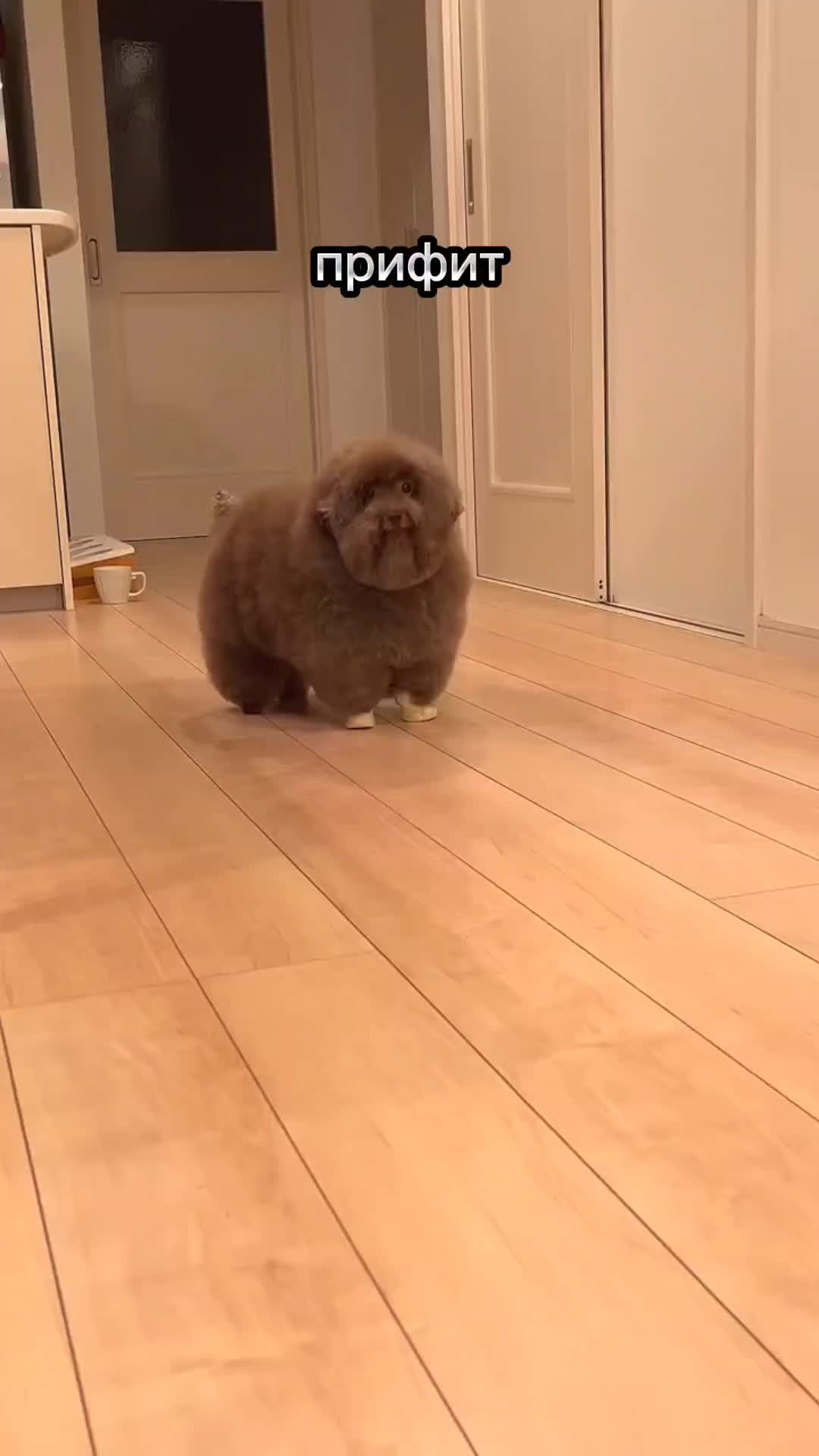@ипучи