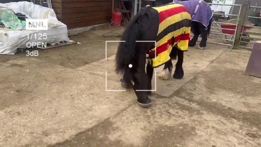@Alfiepony
