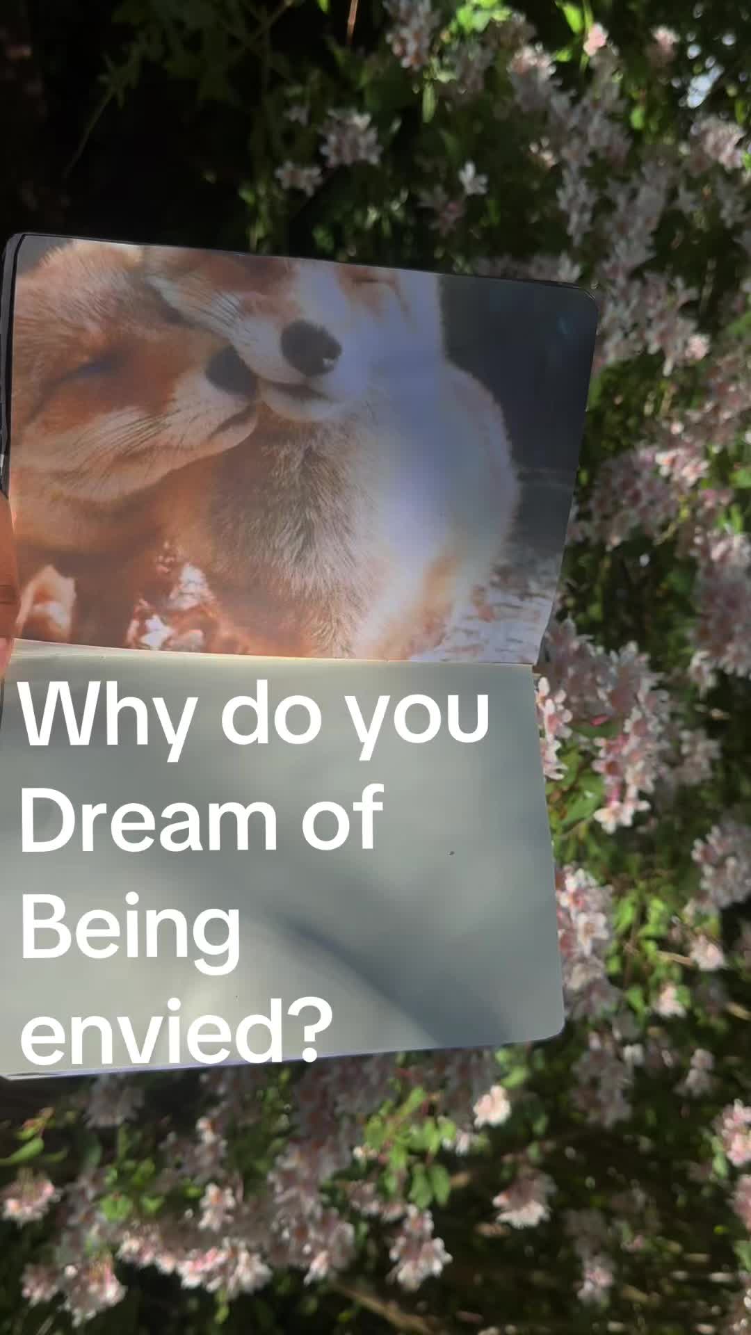 @lauren