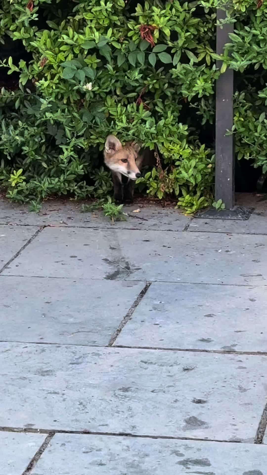 @gp_foxes