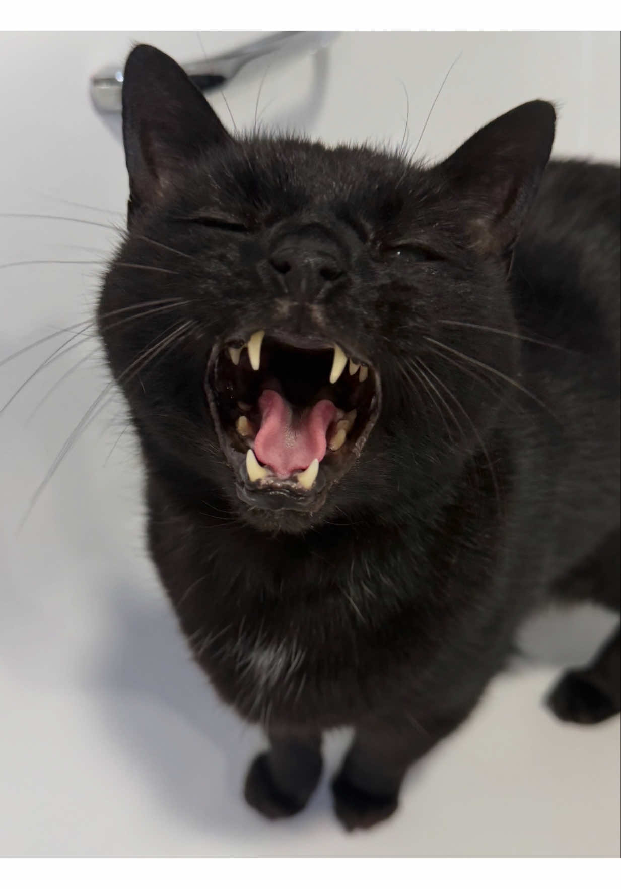@Teefie_tribe 🐈&zwj;⬛🐈&zwj;⬛🐈🦷🦷