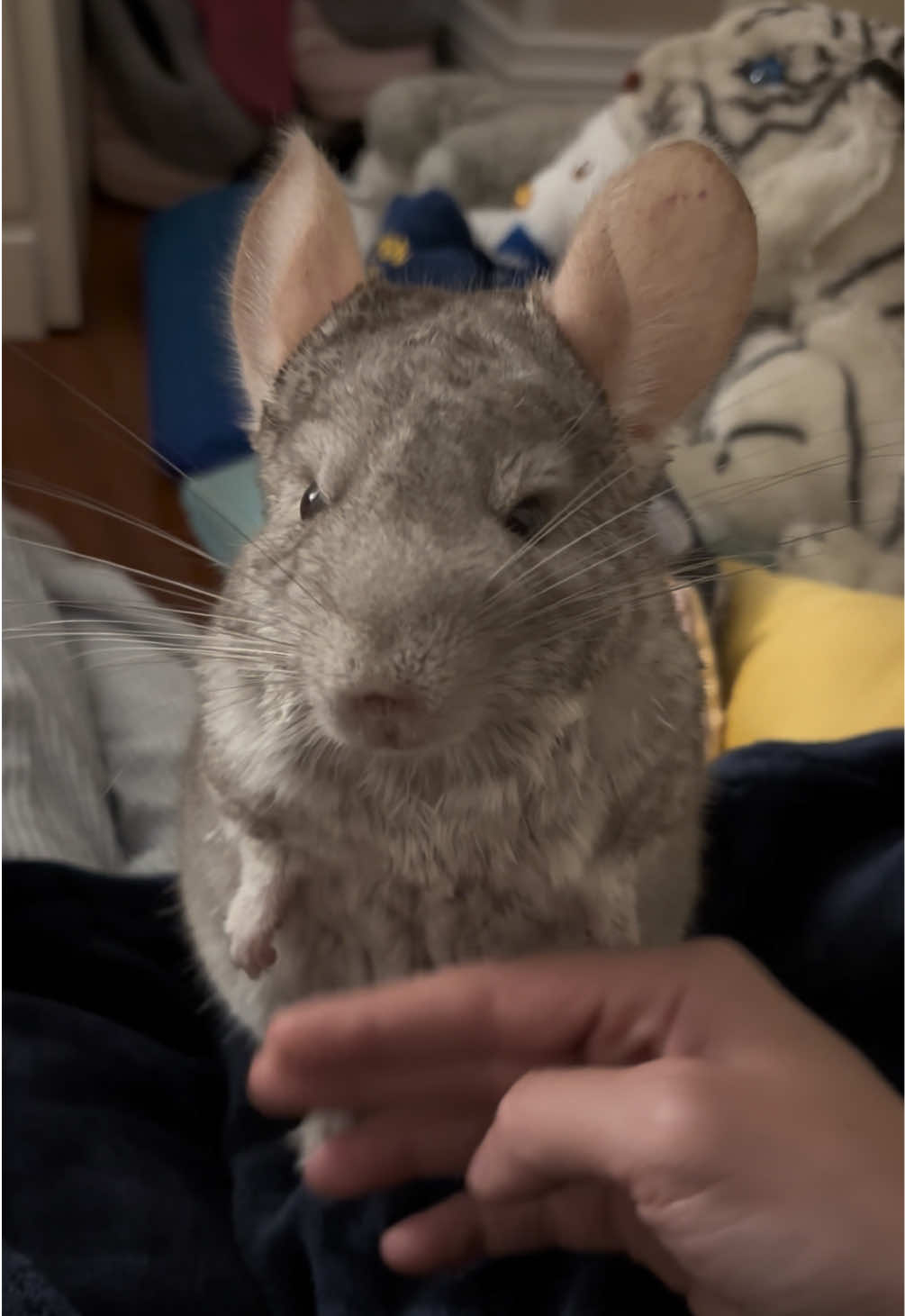@AlbiTheCinci🐭