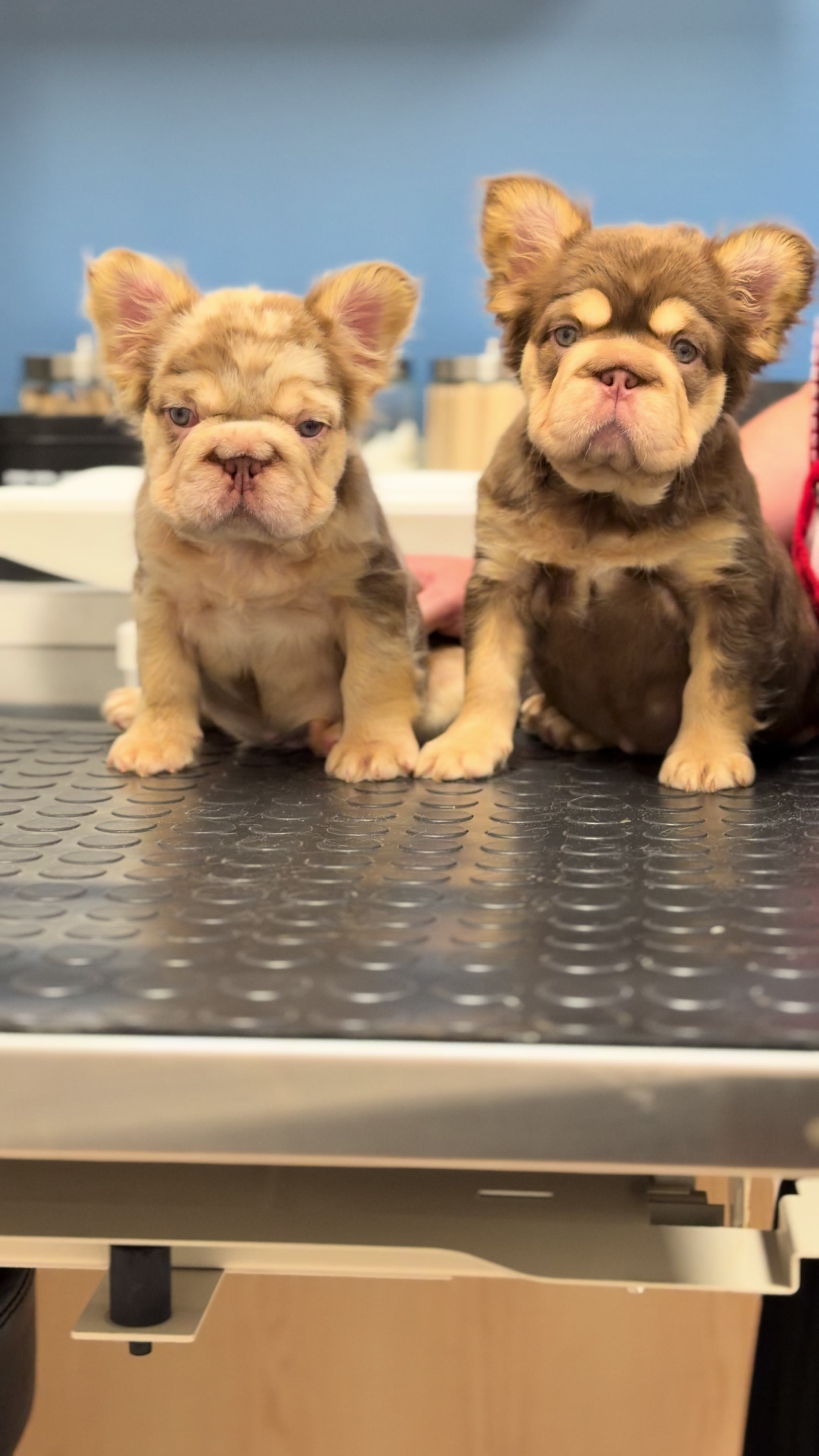 @Highfalutin Frenchies