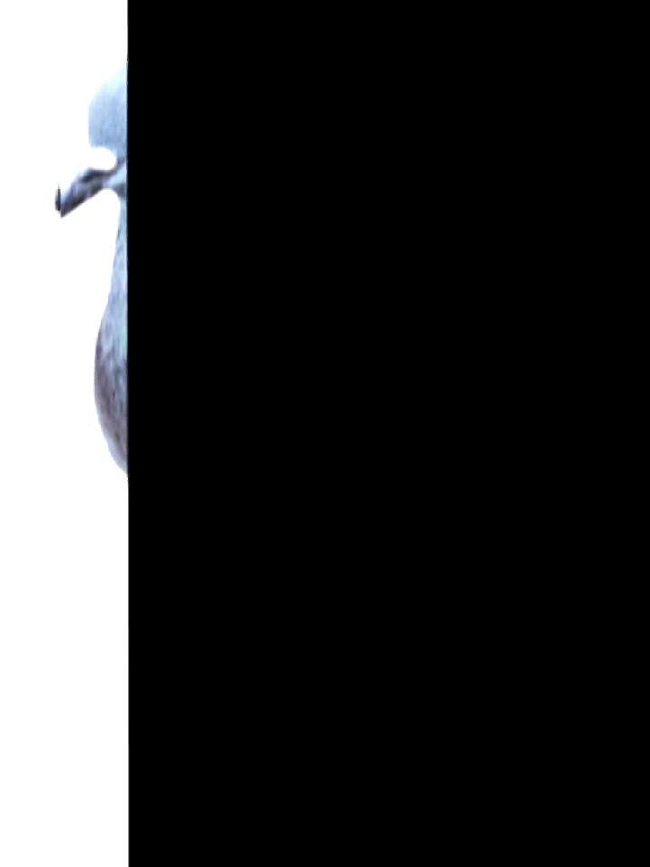@Pigeon