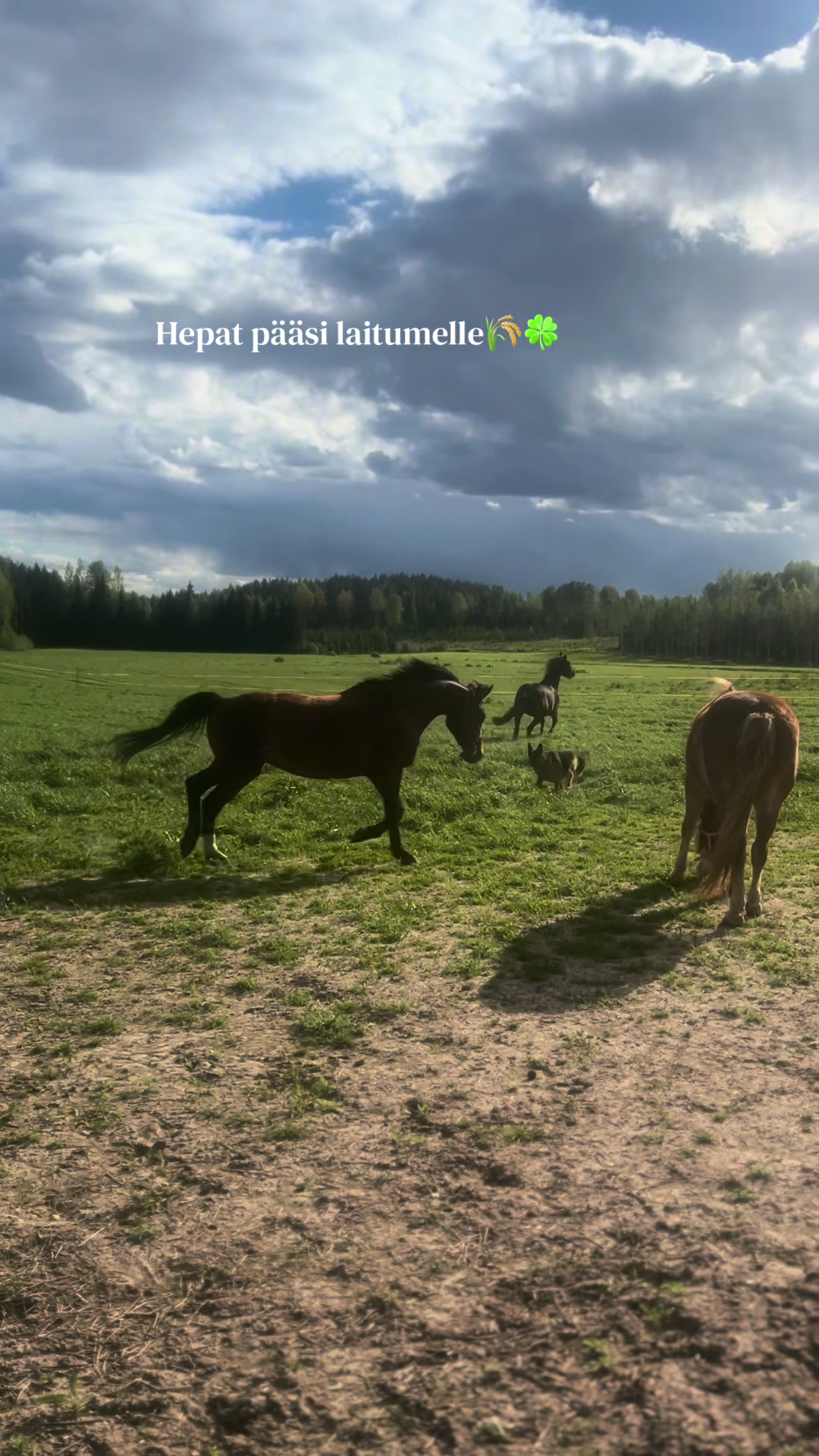 @Ponirannan talli🇫🇮🐎