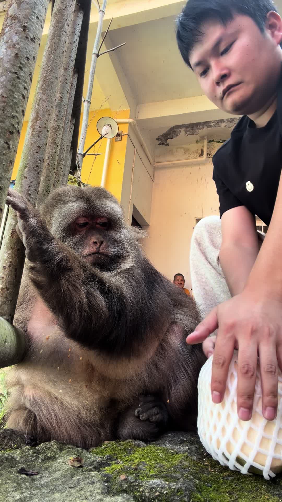 @xingxing.themonkey