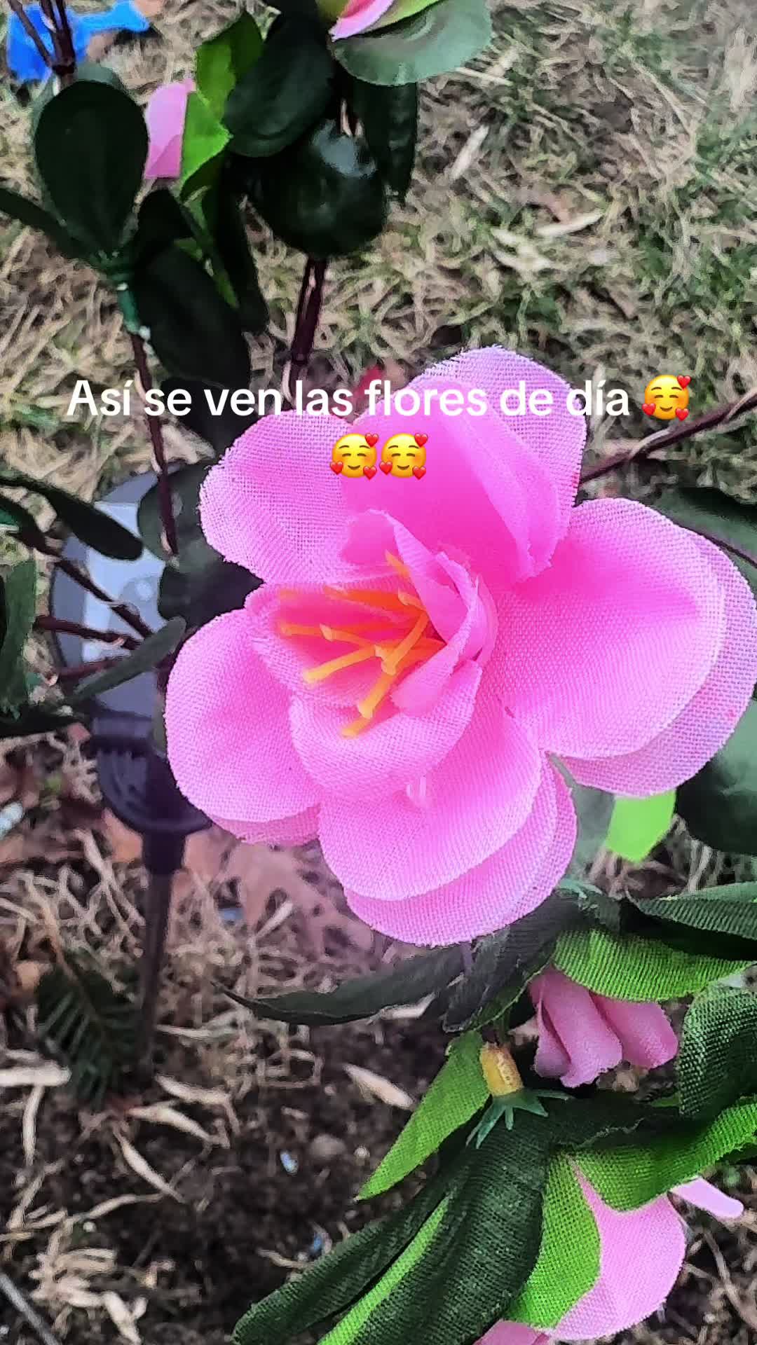 @Delmy🌹🌹