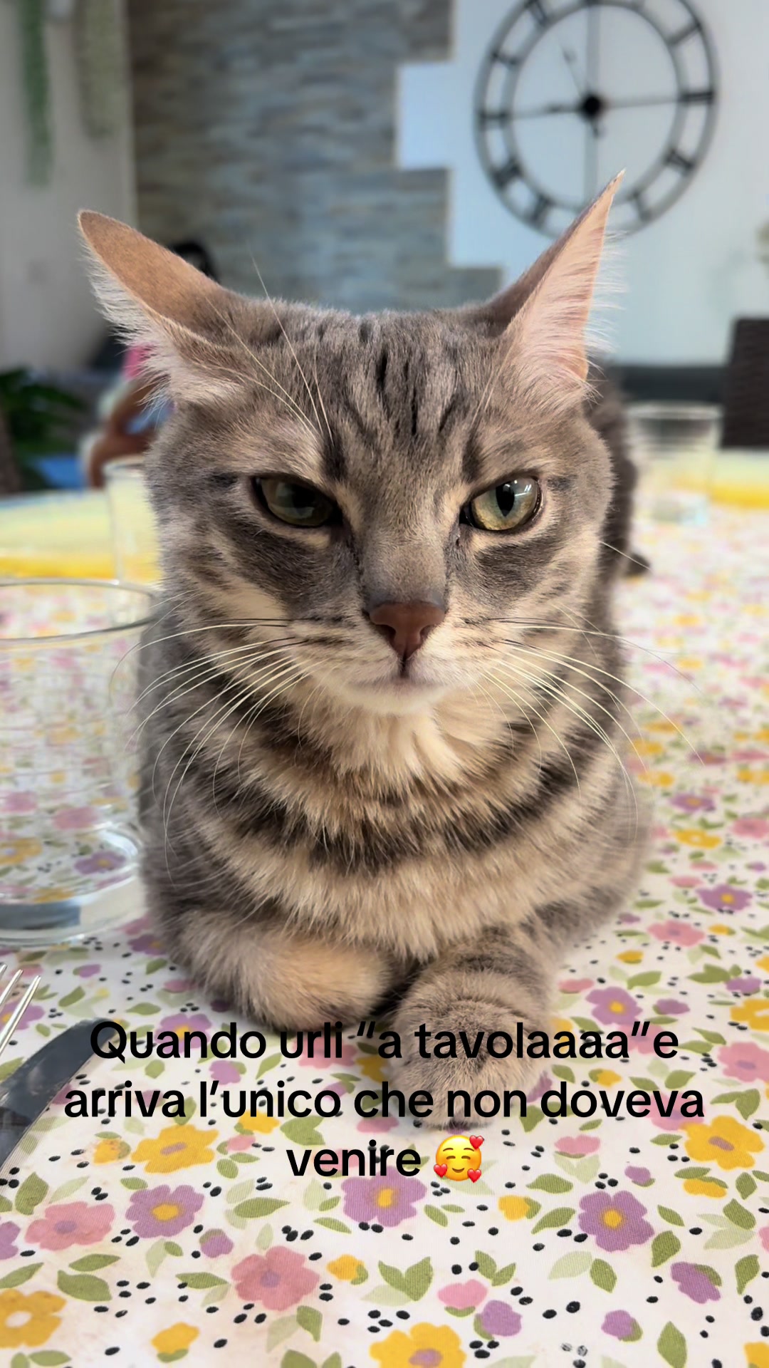 @Cippy & Romeo-a🤣