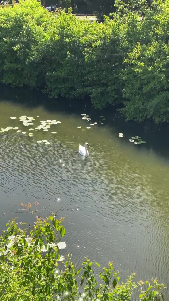 @monique🦢