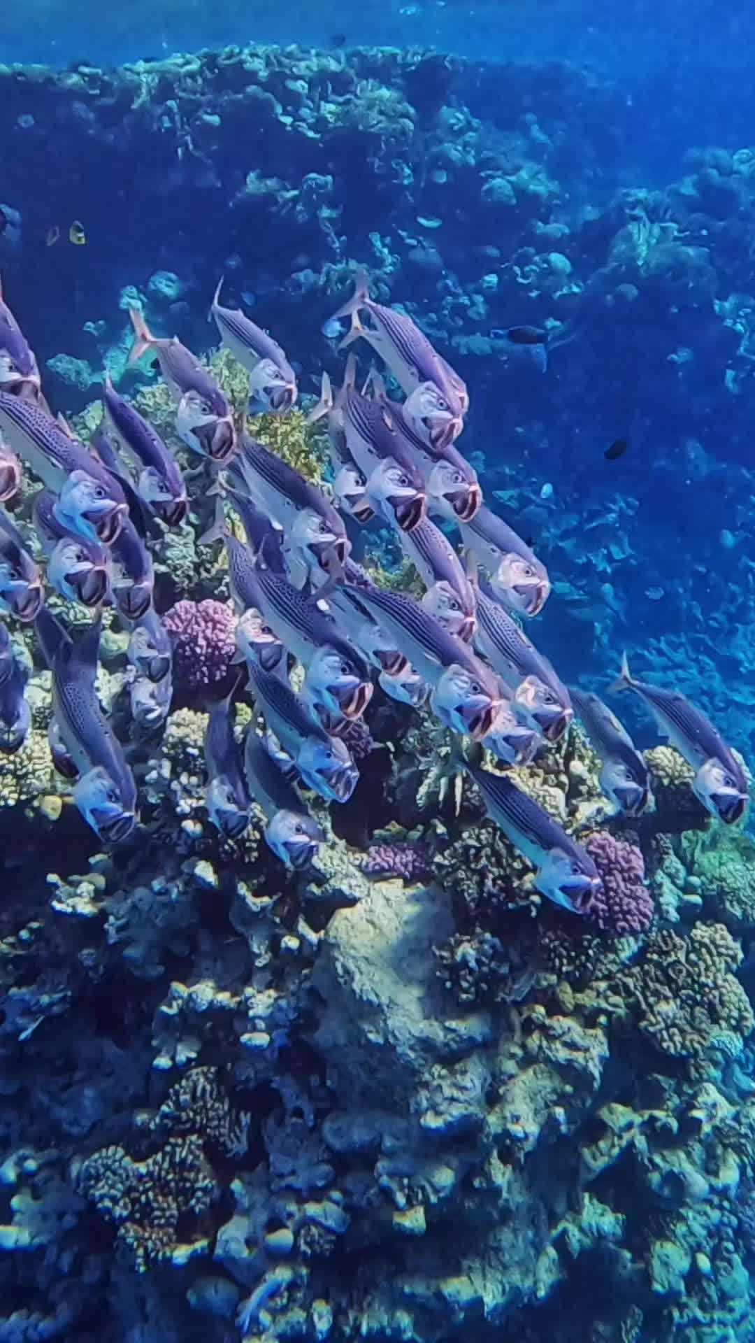@Our Underwater Universe