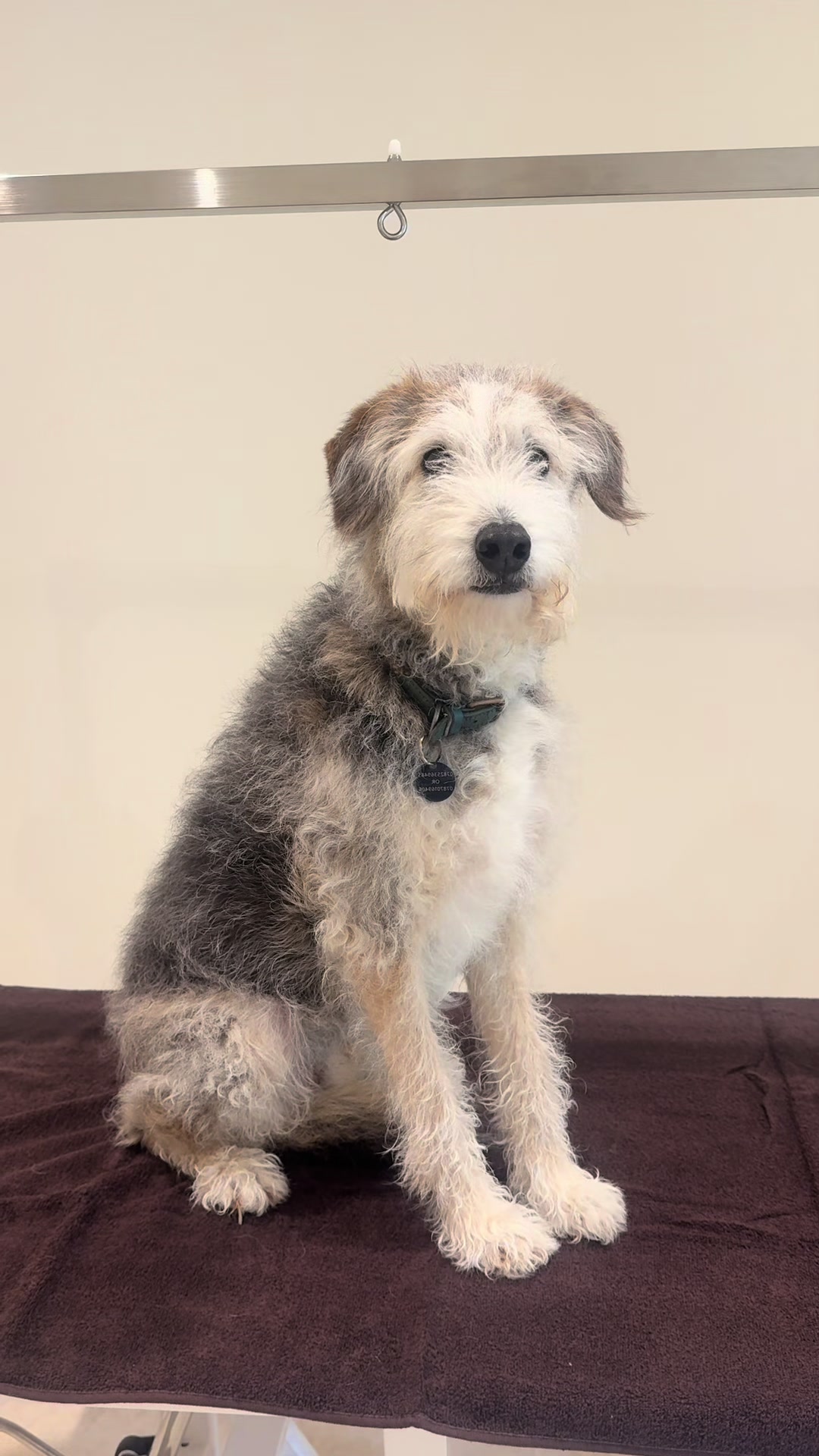 @thesecretdogspa