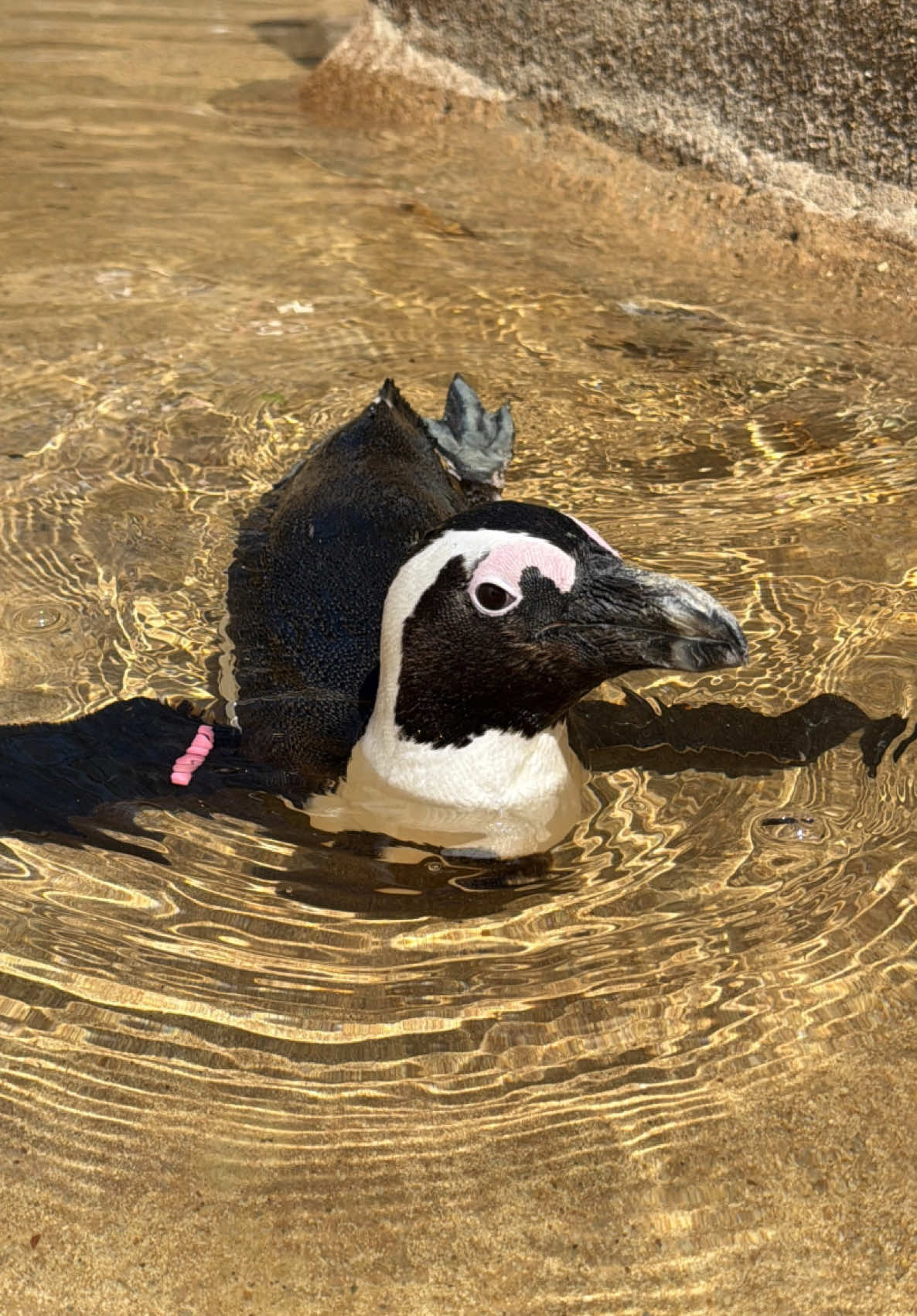 @memphiszoo