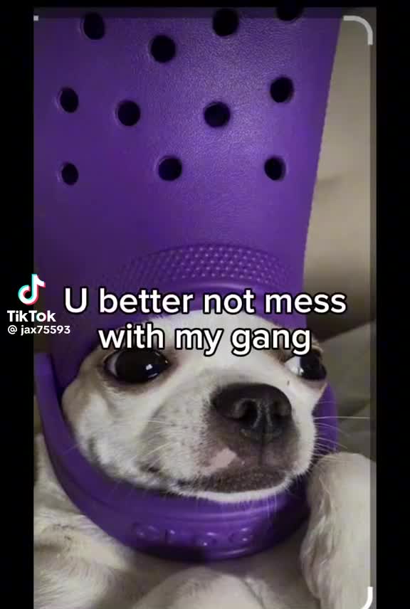 @maverick ash