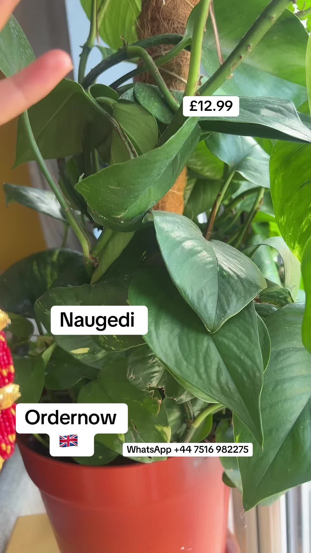 @Aaha(आहा) Collection UK 🍀🧿