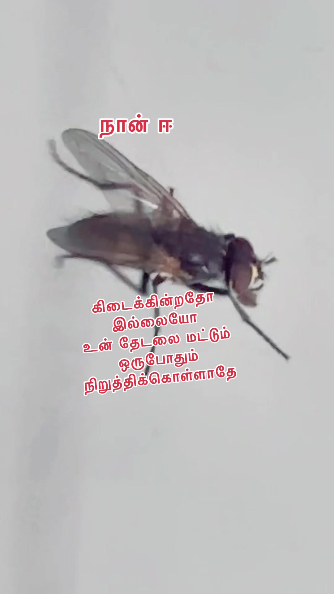 @பின்லாந்து தமிழச்சி