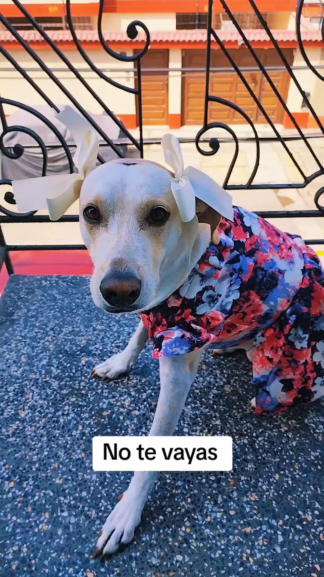 @winnie ❤🦮