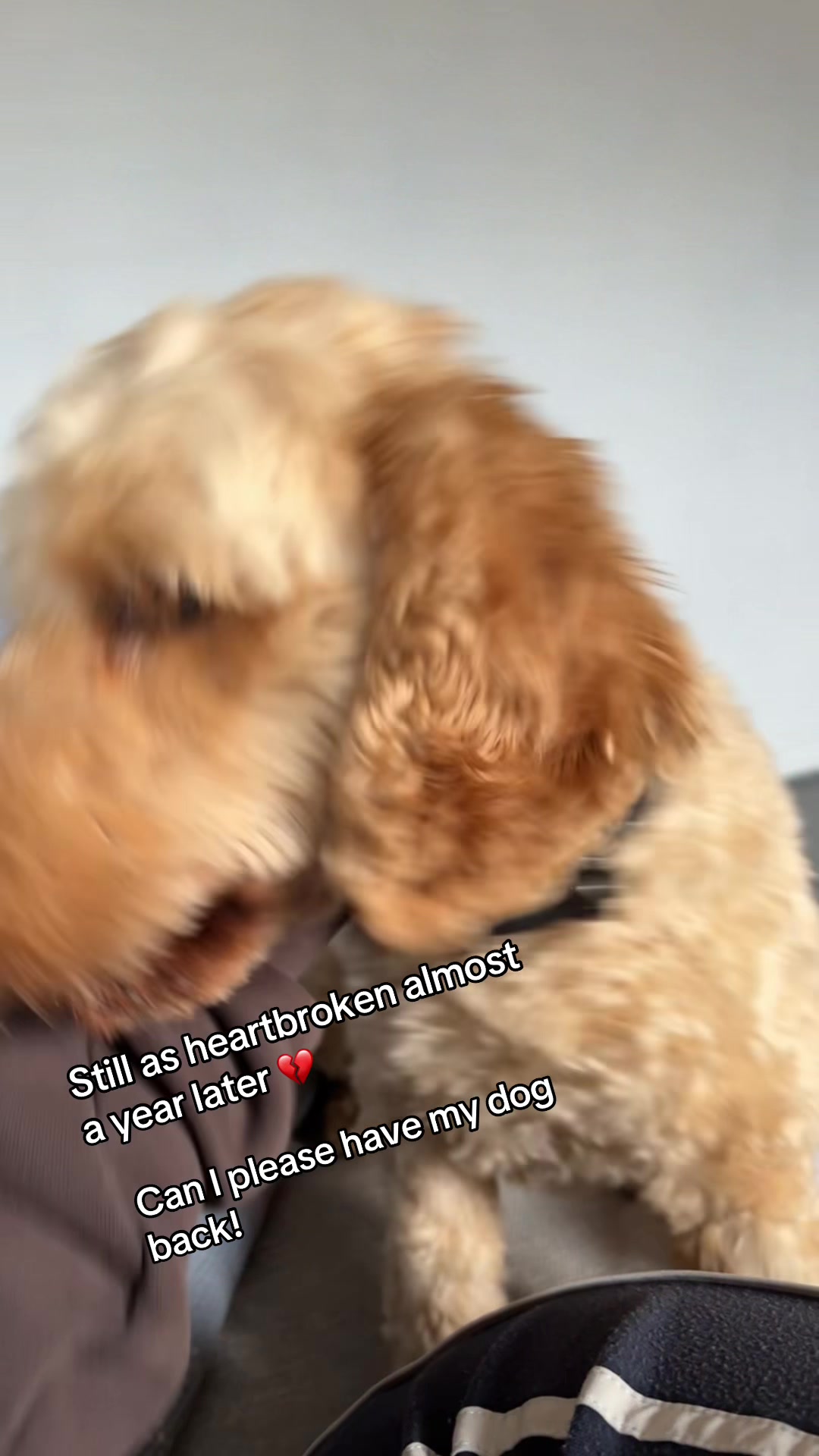 @Remembering RubyRoo 🤍🕊️