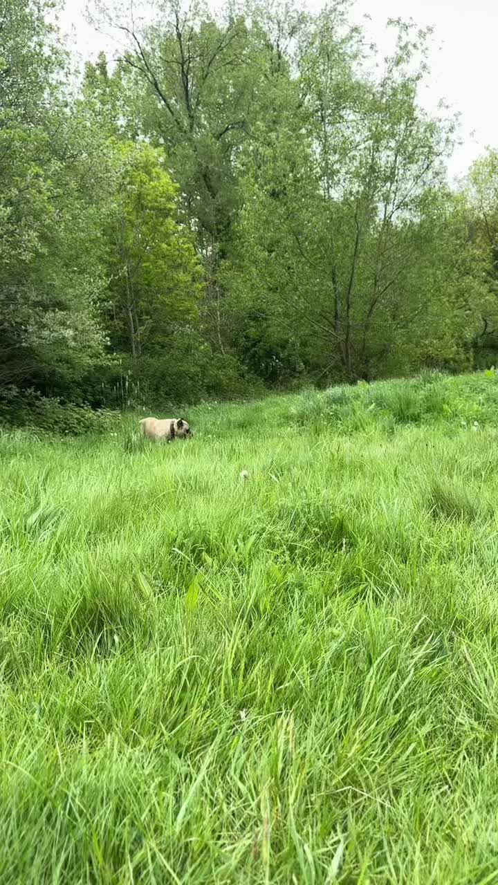 @Cane Corso PatoSquad