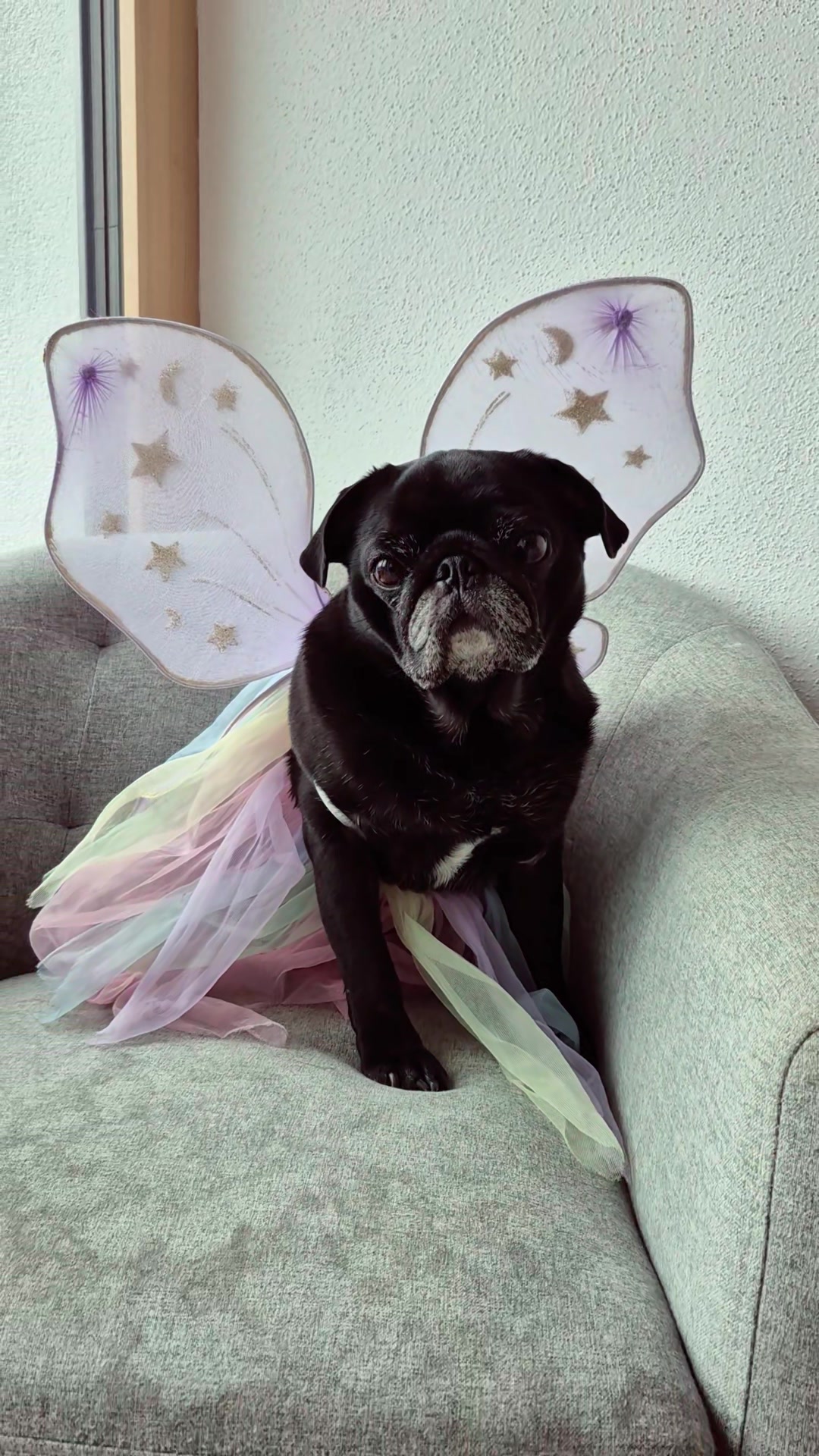 @lovelypug.kiba