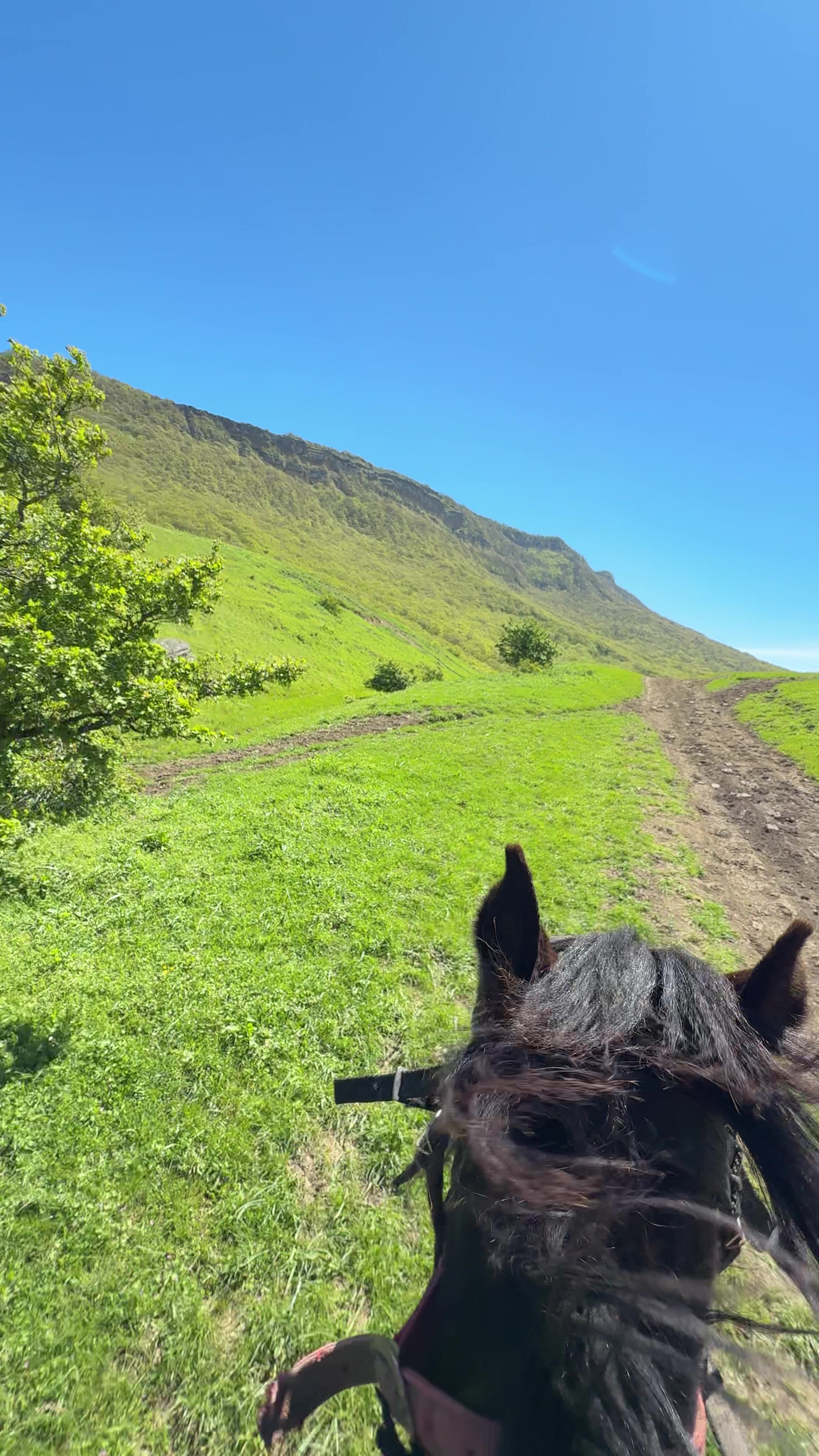 @horselakia