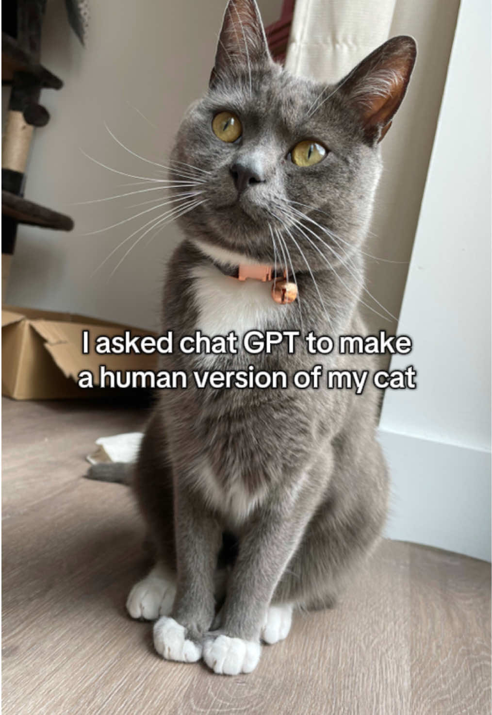 @Simon the Cat