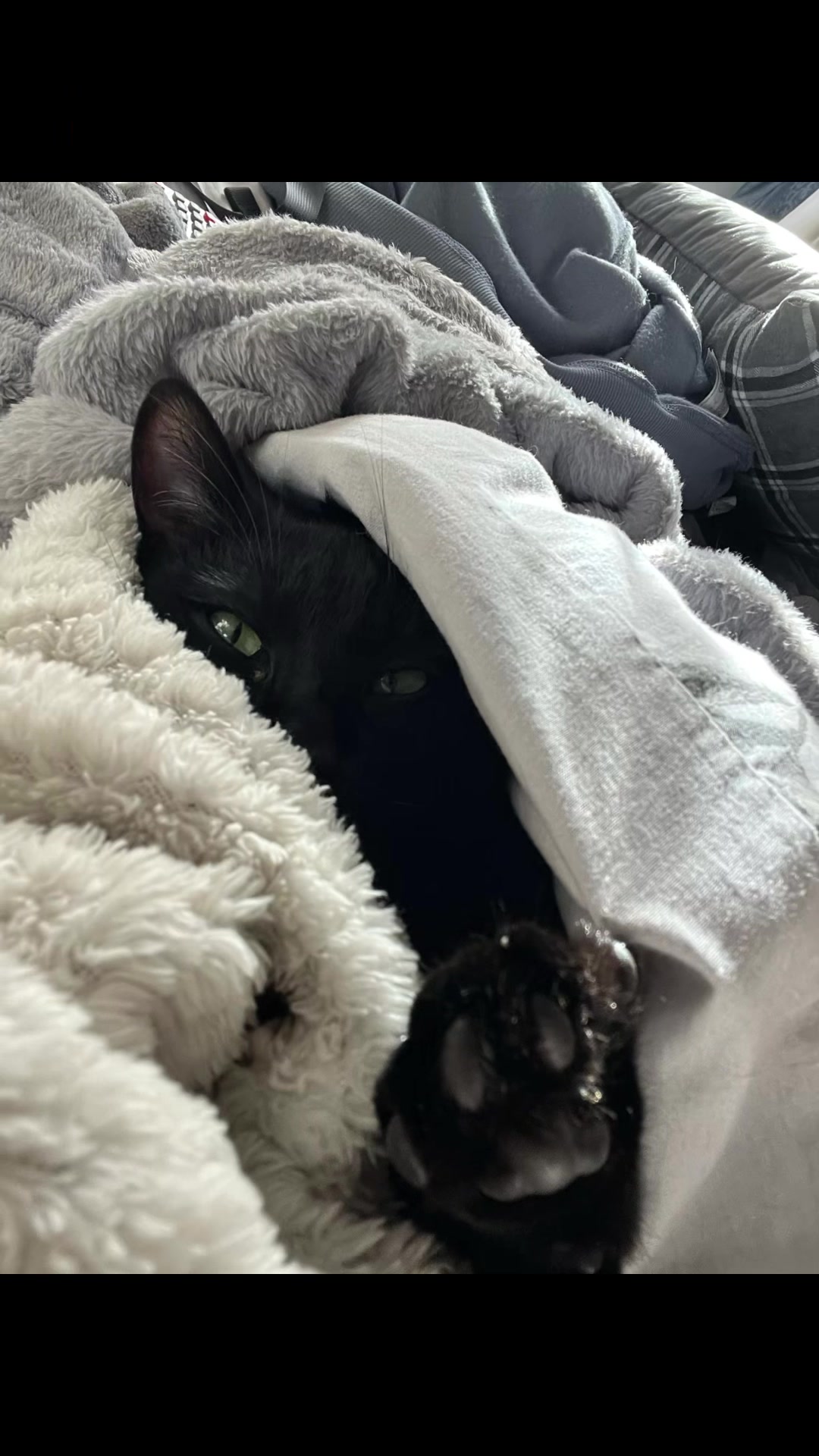 @Lele🐈&zwj;⬛🔮