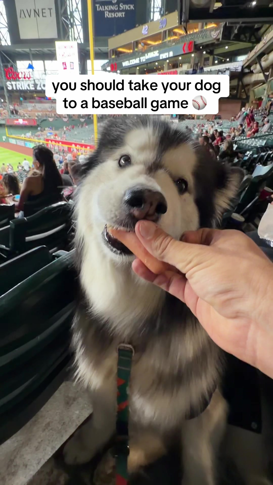 @Bandit The Husky