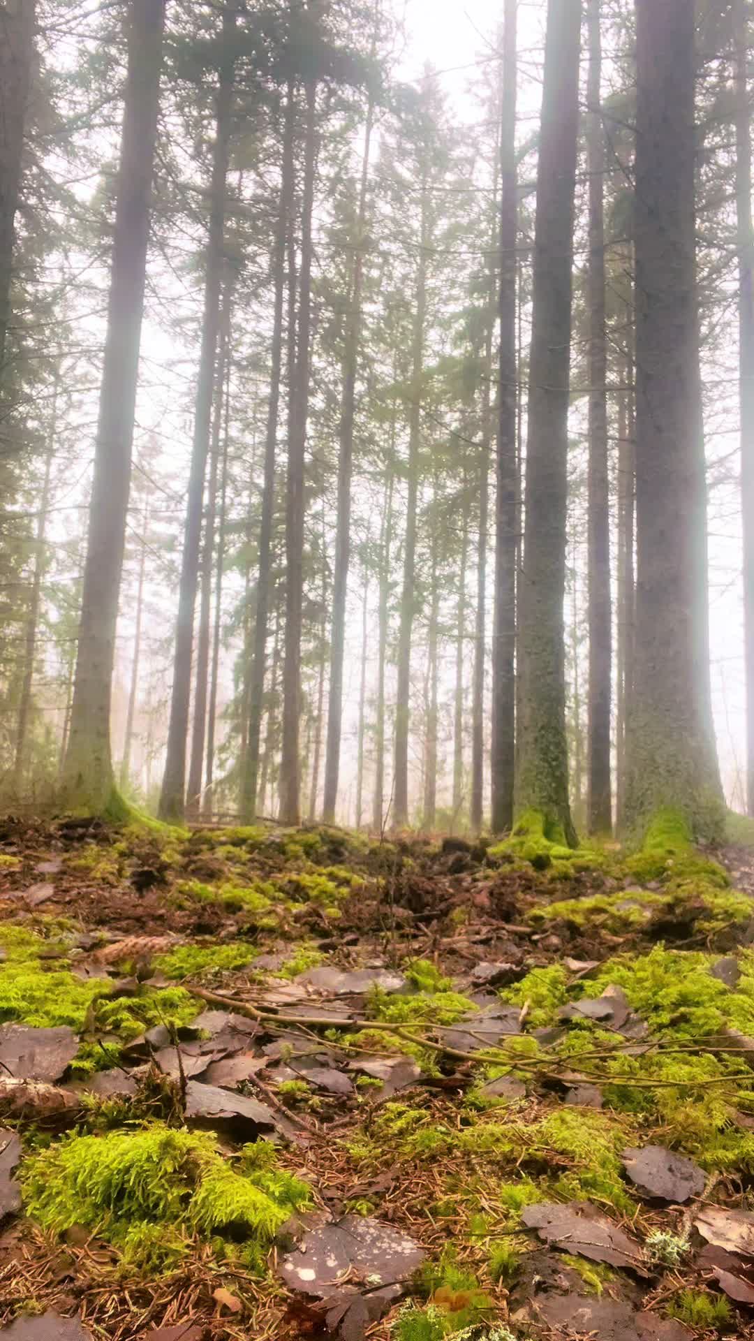 @Lajf84_skog_jakt