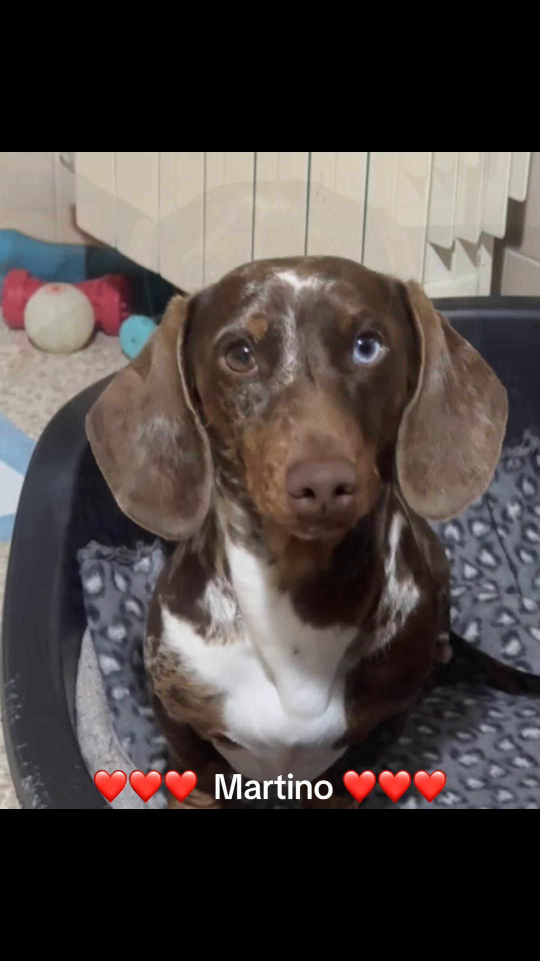 @The Dachshund House