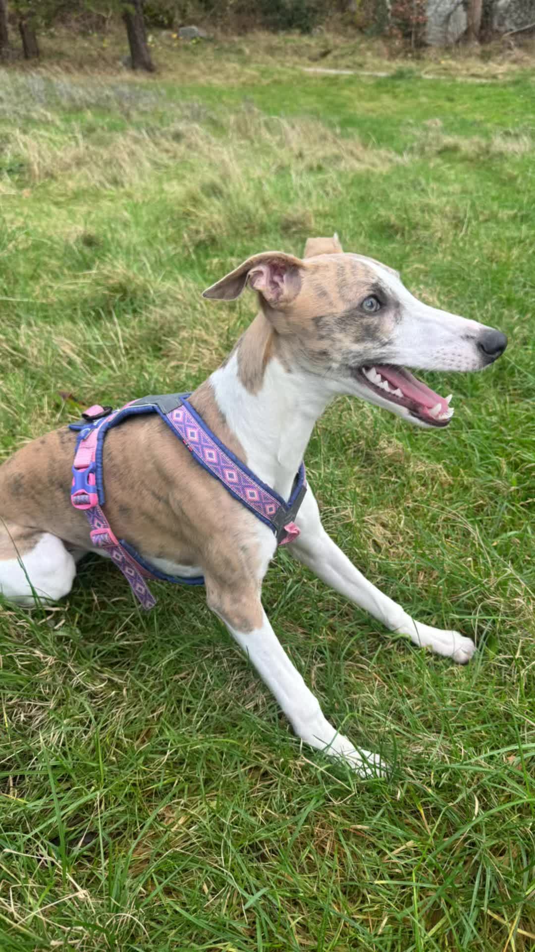 @bianka.the.whippet