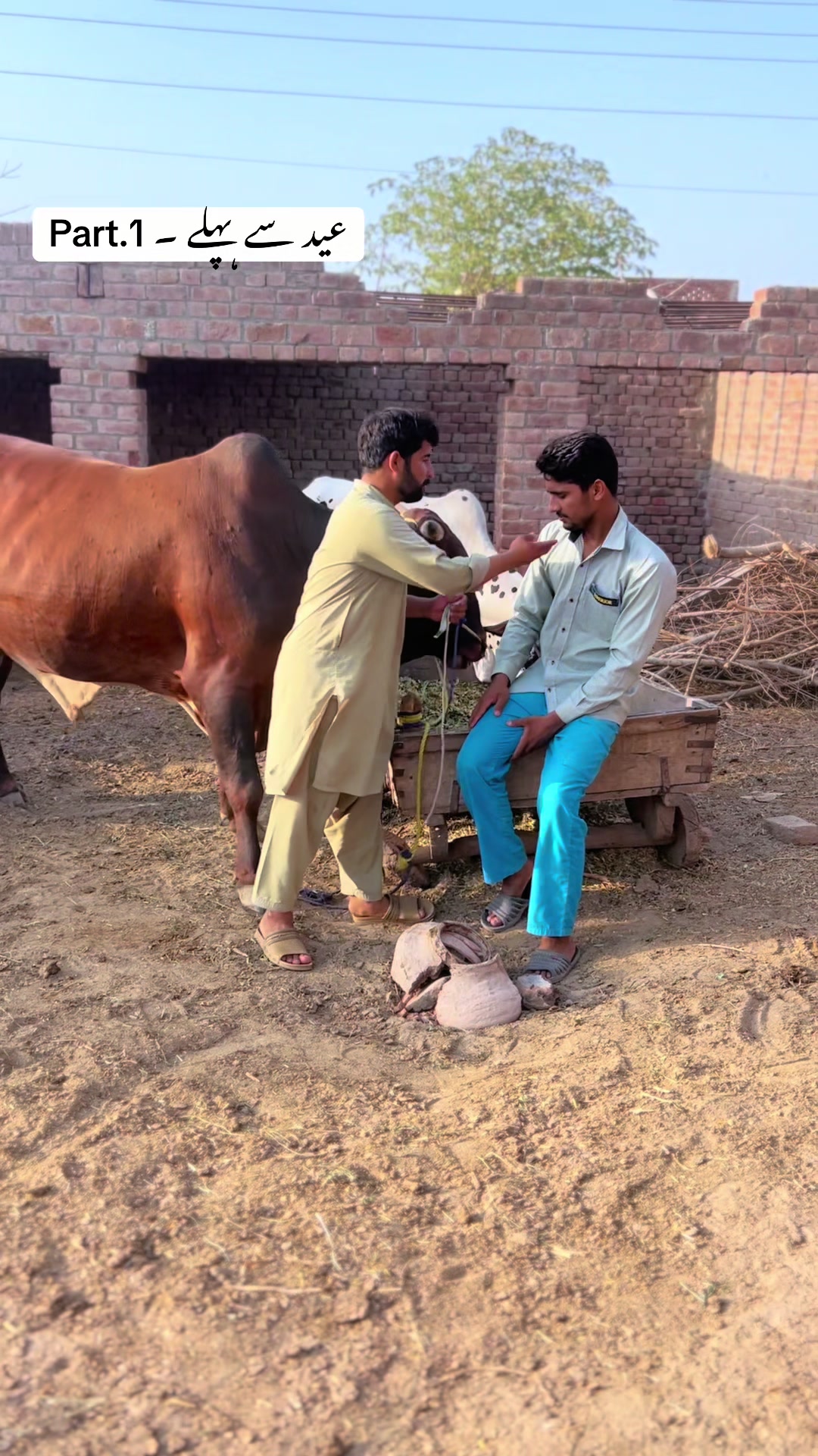 @پینڈو بوائز 378