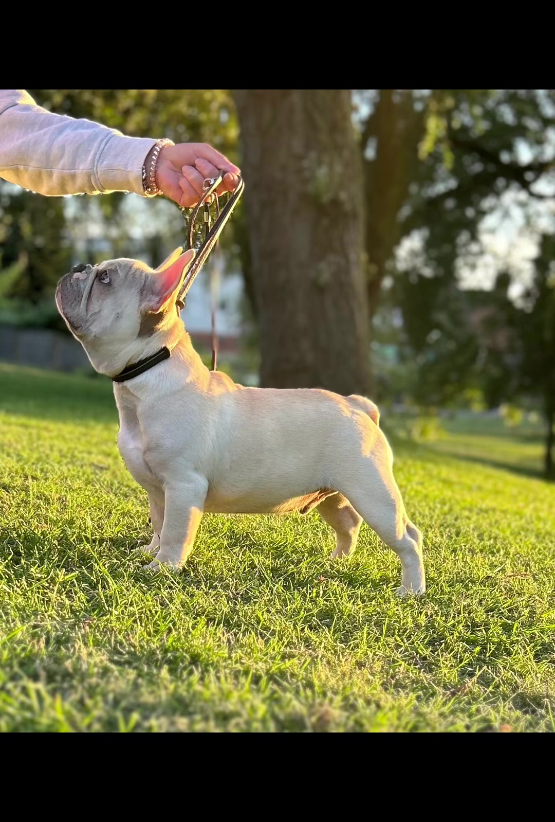 @perfectibull_uk