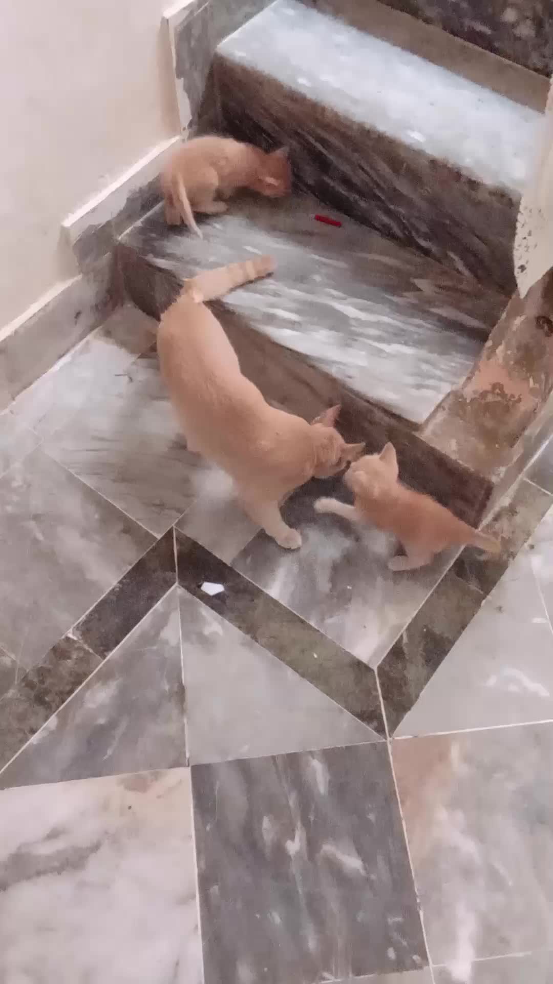 @cutecatlover8172