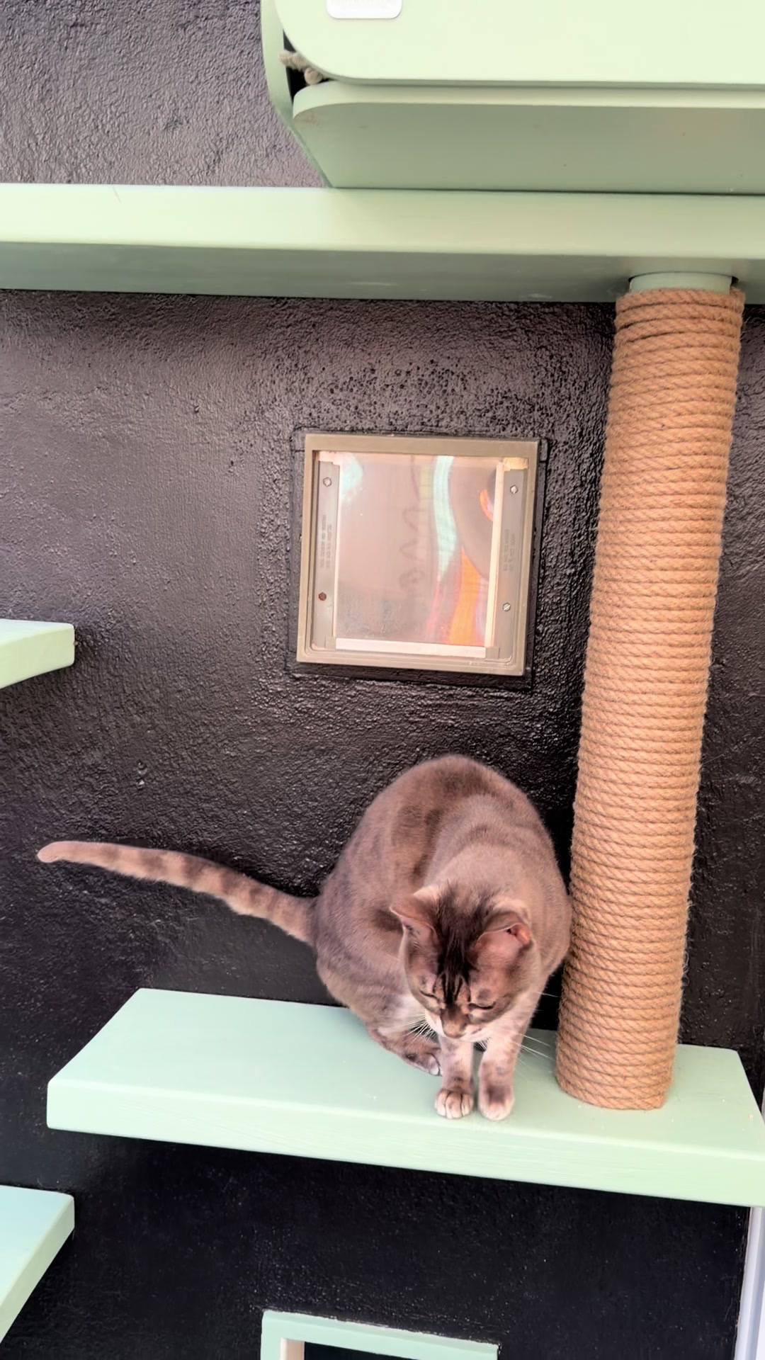 @Herongate Village Cattery