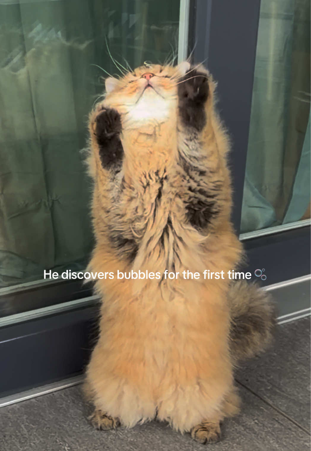 @Tommy the cat
