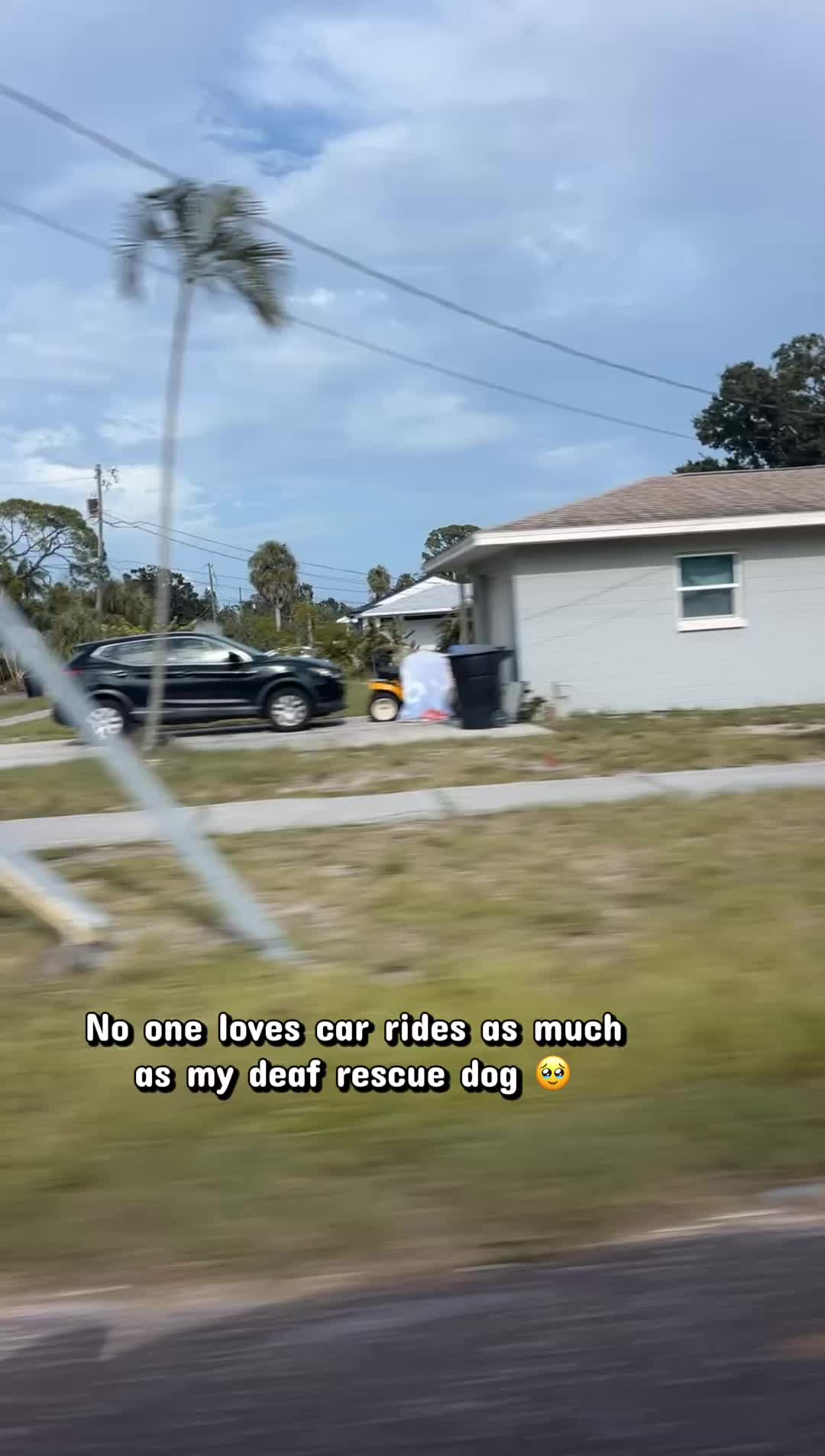 @StellatheDeafBulldane