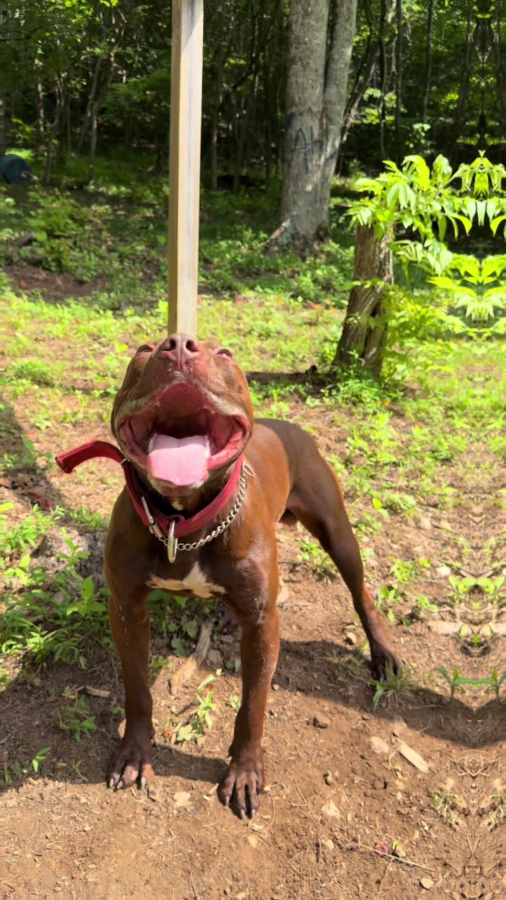 @WorldGoneMadKennels
