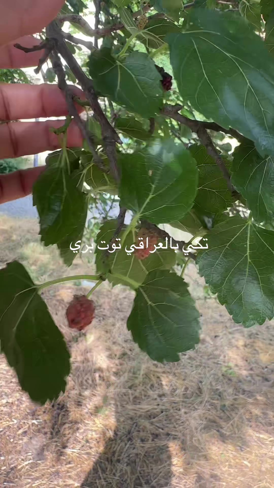 @S.A