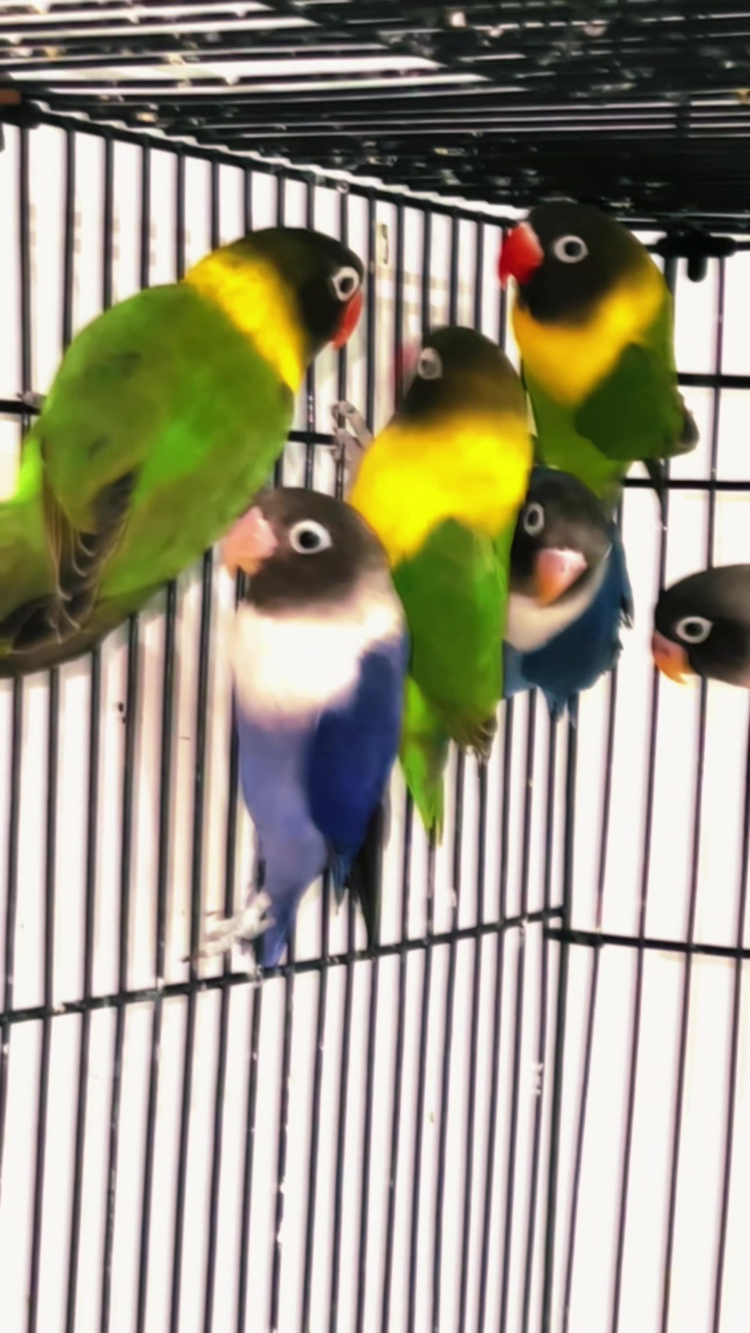 @Zozi Aviary