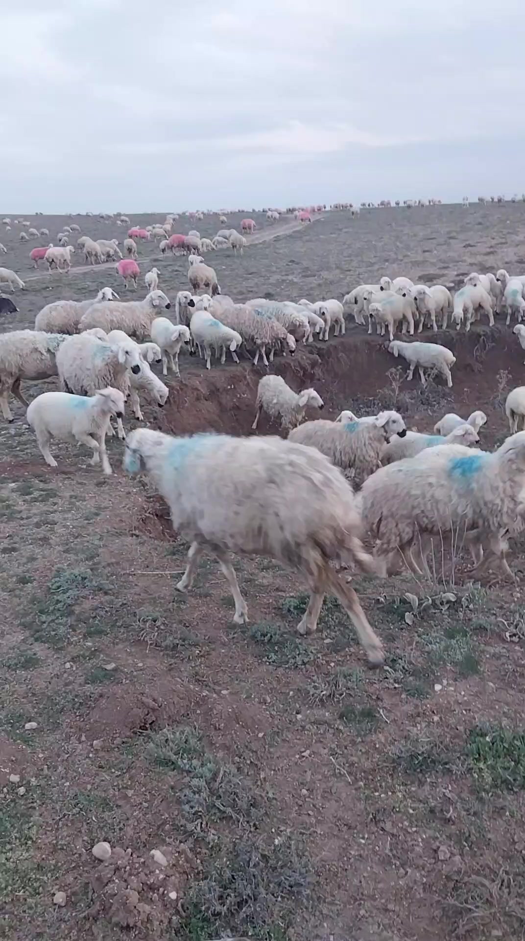 @Ismail Çapar42
