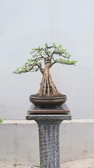 @Bonsai Mungil