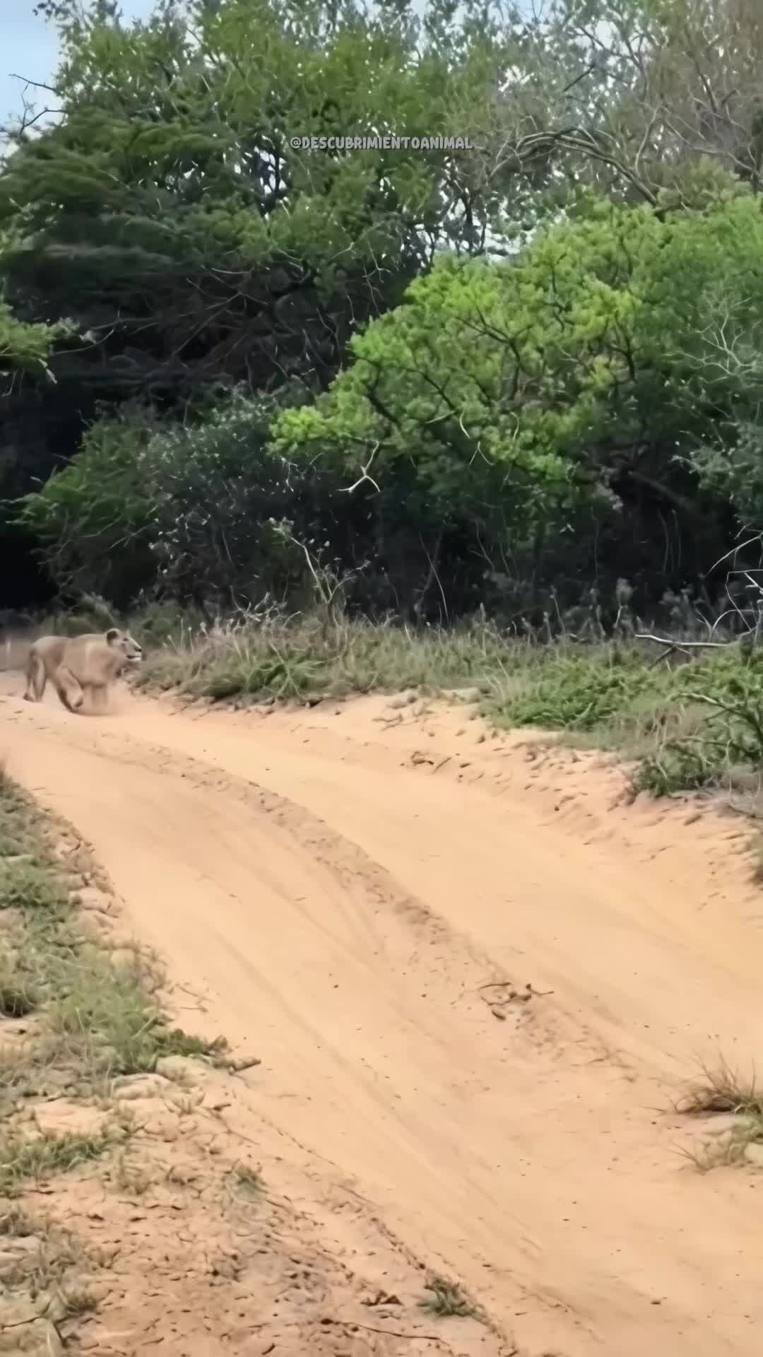 @Descubrimientoanimal