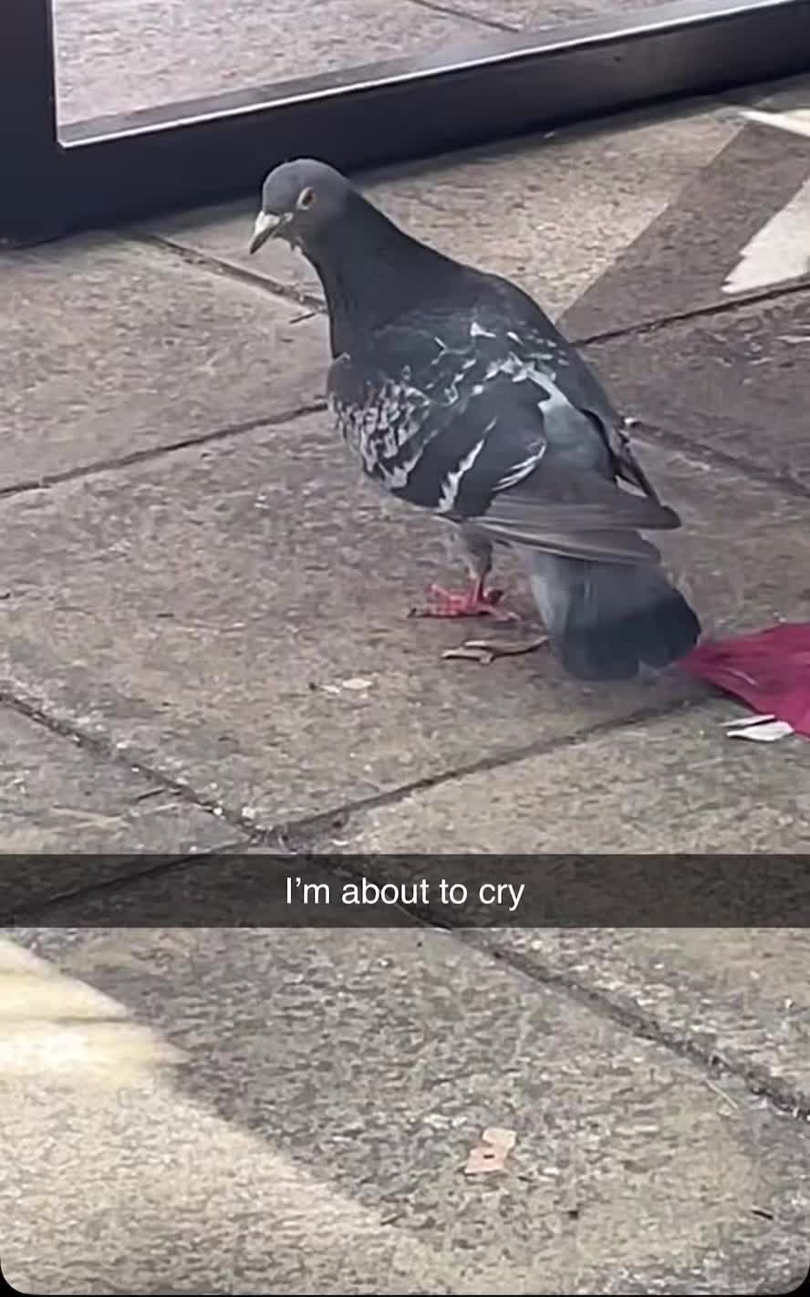 @Eman The Meme Man