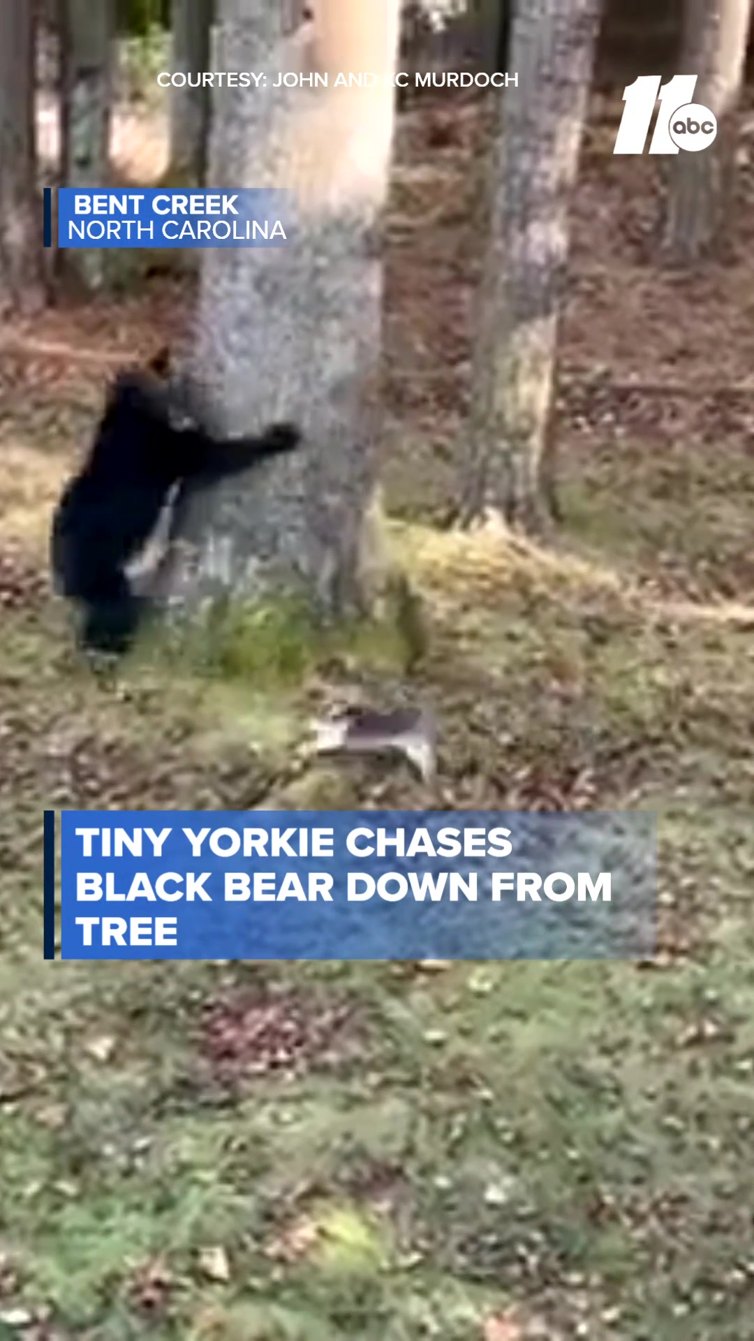 @ABC11
