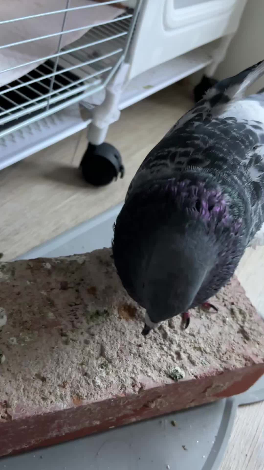 @Pigeon