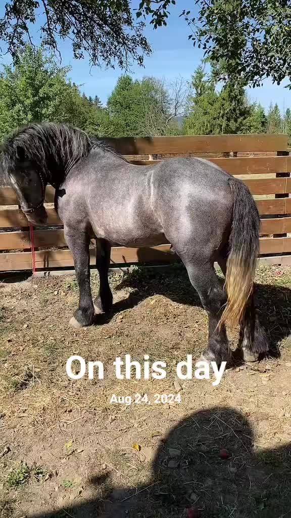 @marian Lungu