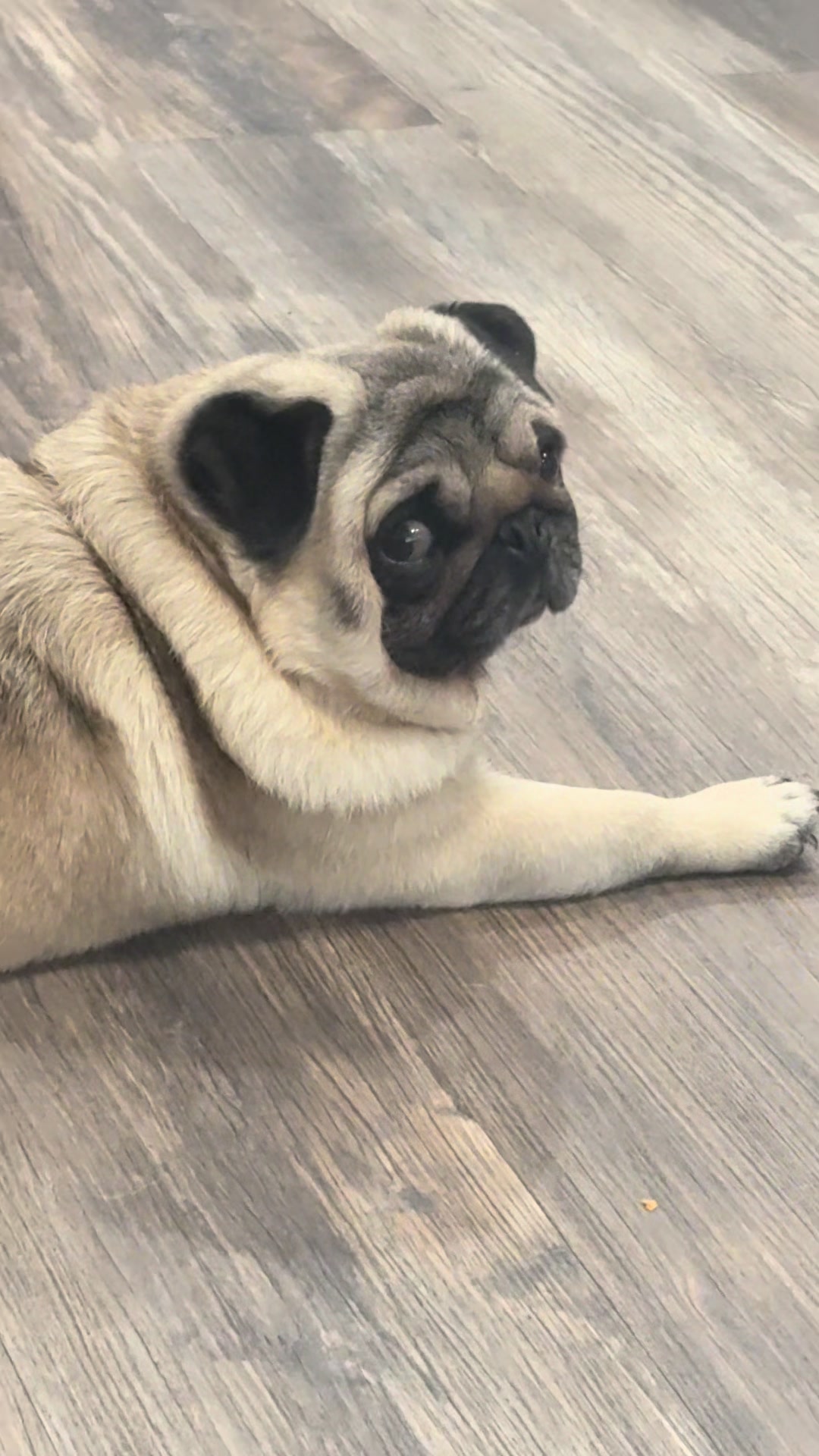 @Rocki the Pug ๐ถ