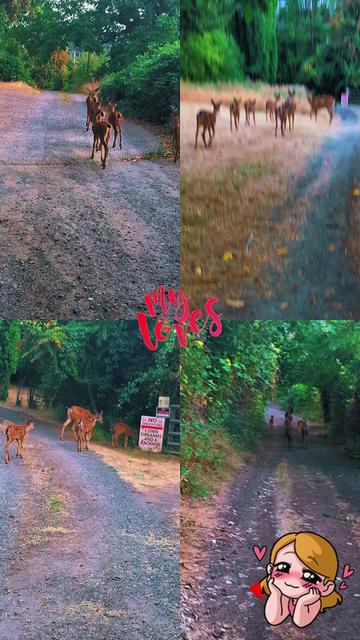 @Sharin♥️🦌🌞🌛♥️
