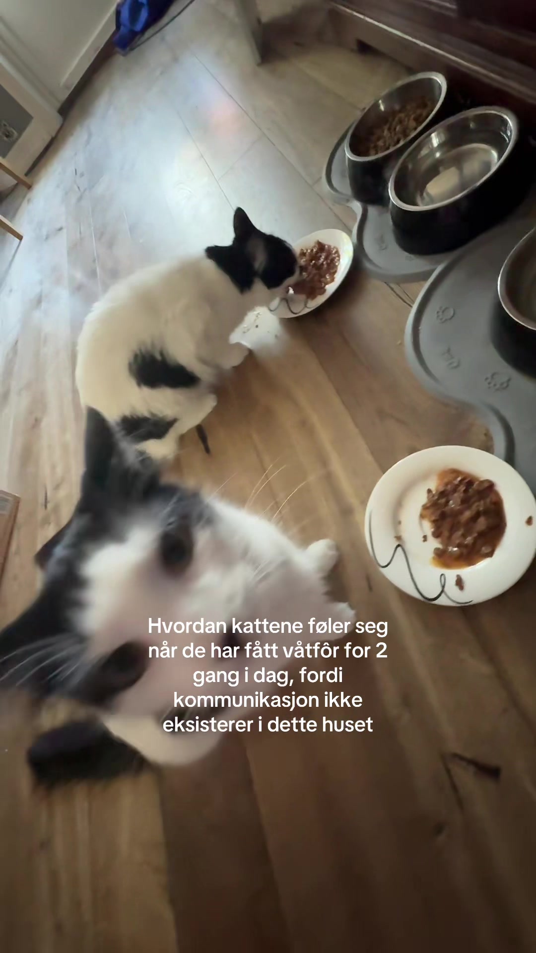 @Evelyn Haraldsøꨄ