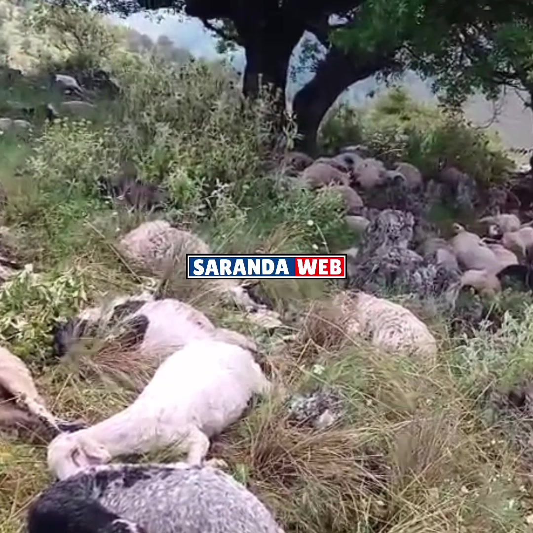 @Saranda Web